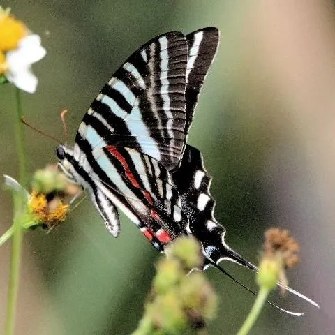 thumbnail for publication: Zebra Swallowtail Protographium marcellus (Cramer) (Insecta: Lepidoptera: Papilionidae)